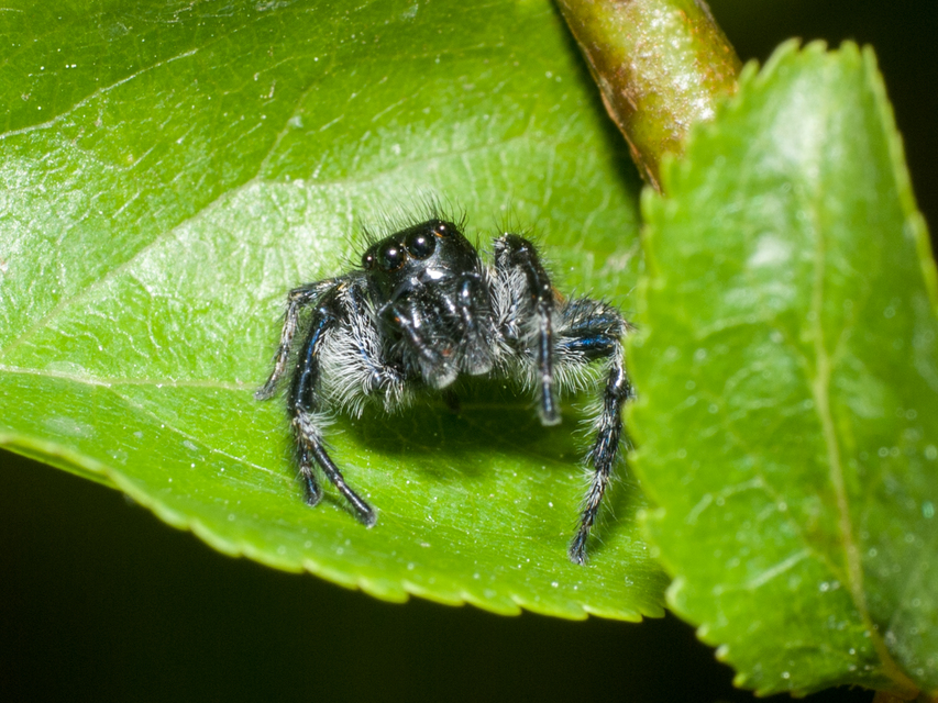 Carrhotus xanthogramma - rozsdás ugrópók