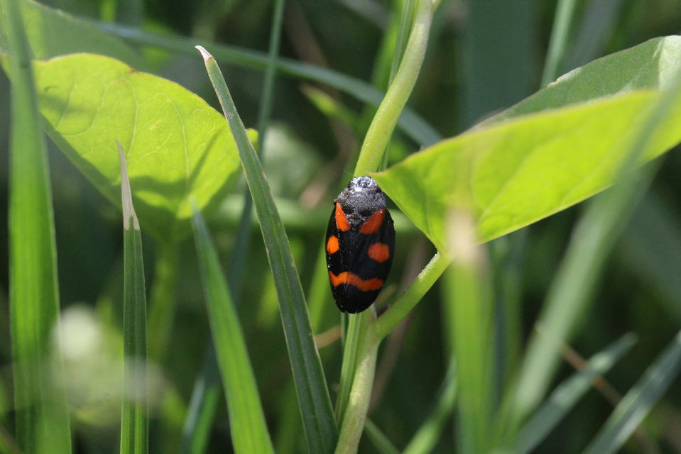 Cercopis