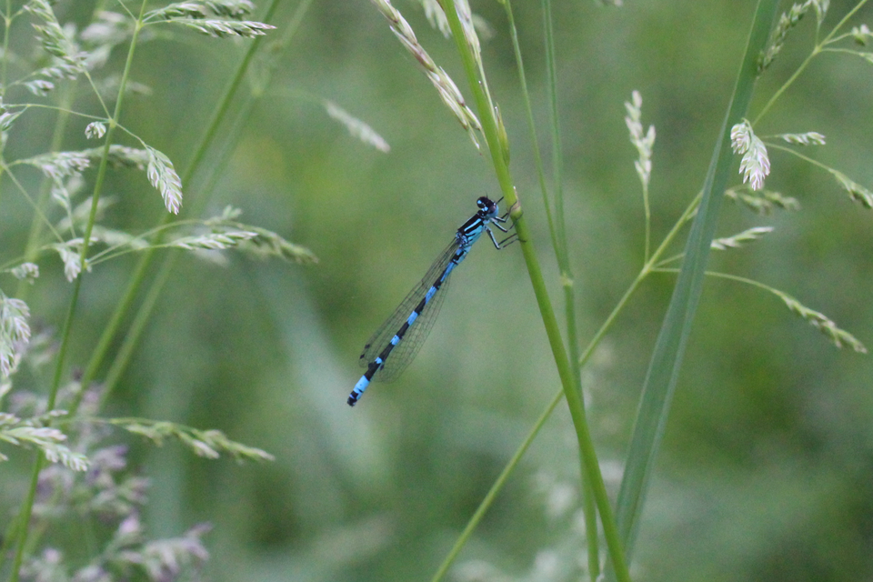 Coenagrion ornatum - díszes légivadász