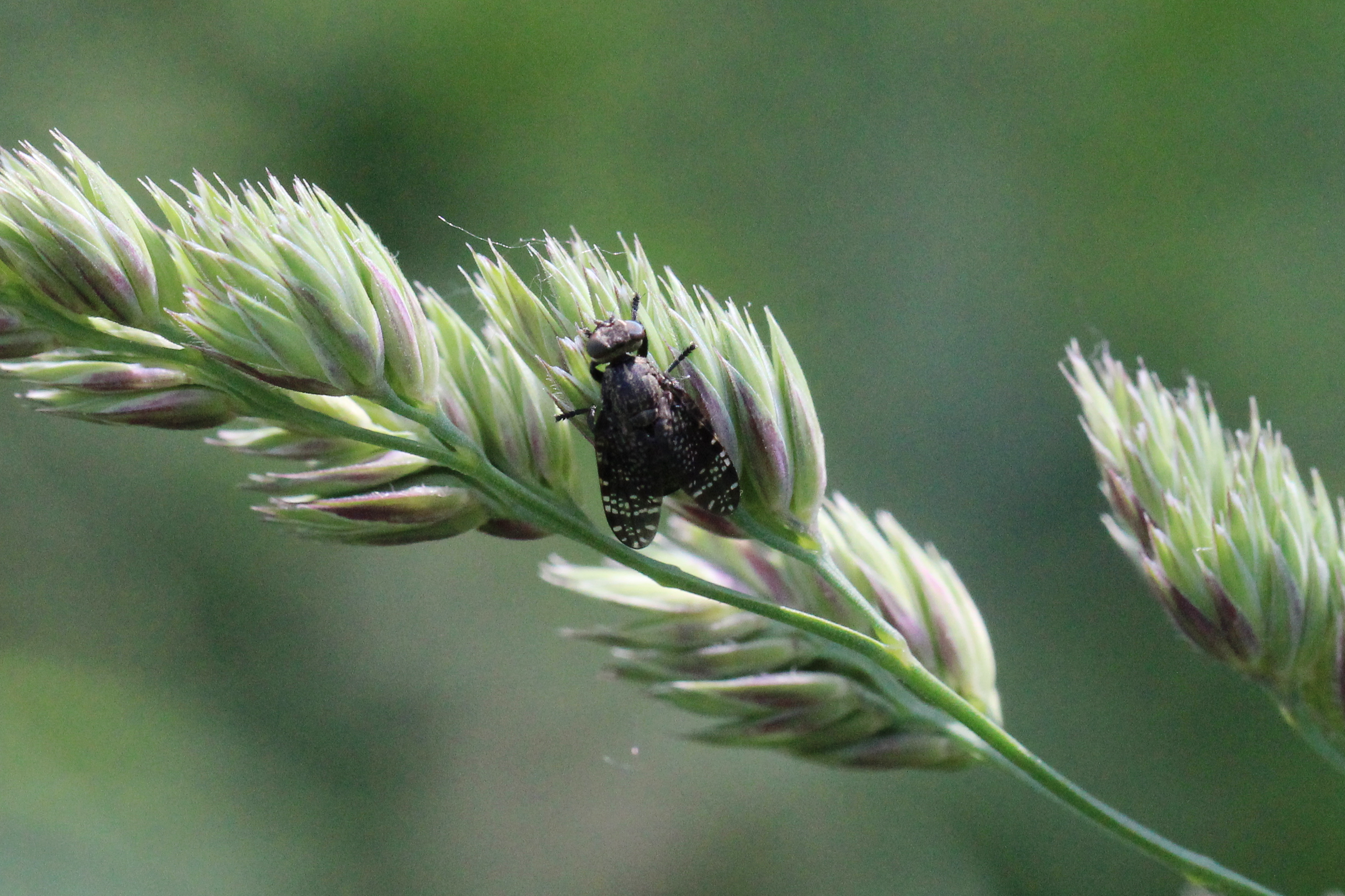 Platystoma seminationis