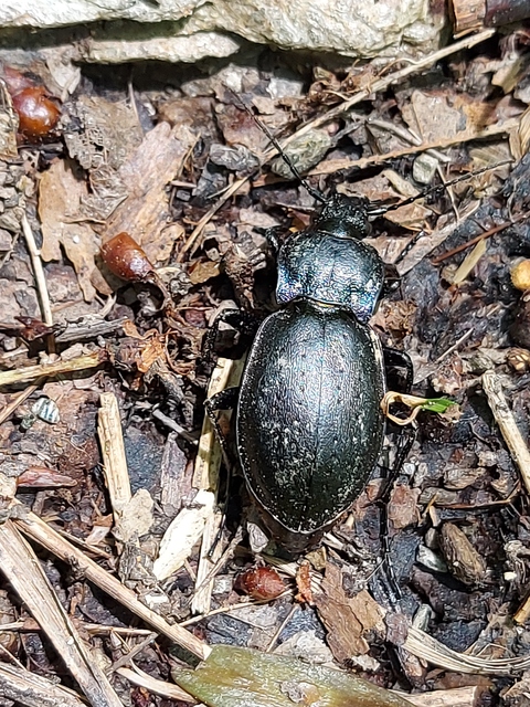 Carabus nemoralis - ligeti futrinka