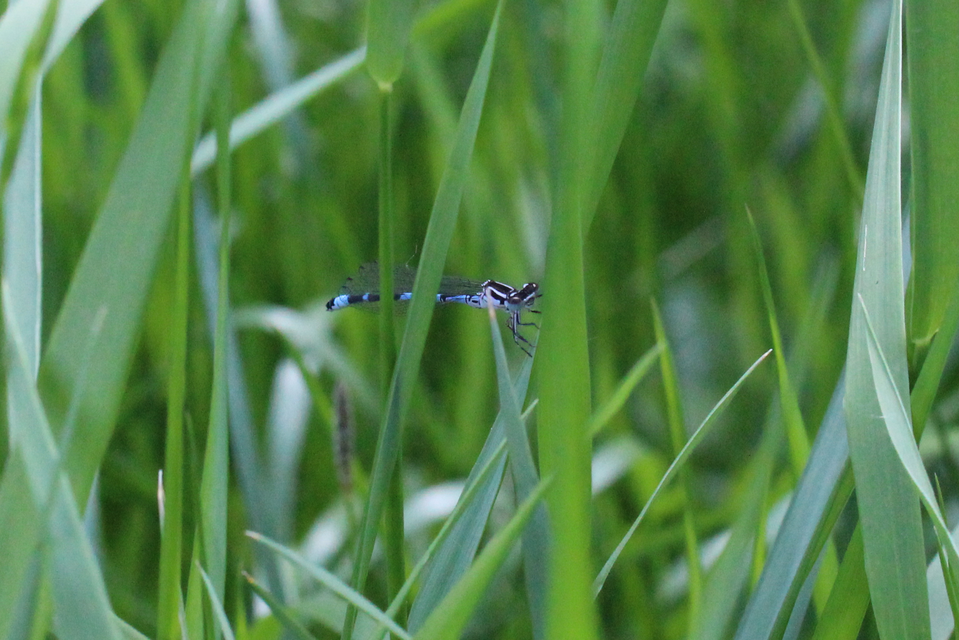 Coenagrion ornatum - díszes légivadász