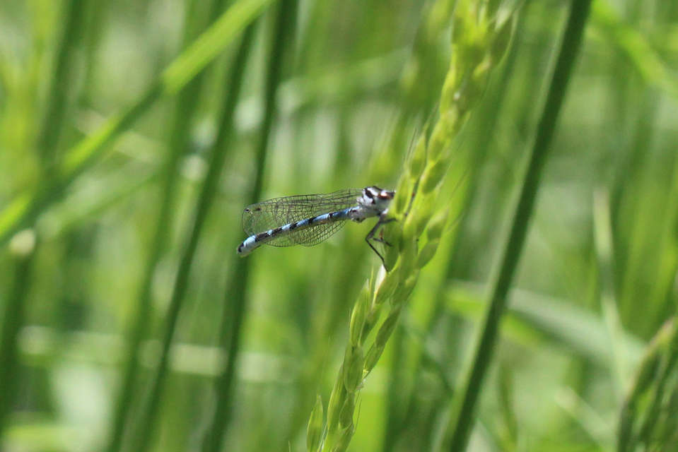 Coenagrion ornatum - díszes légivadász