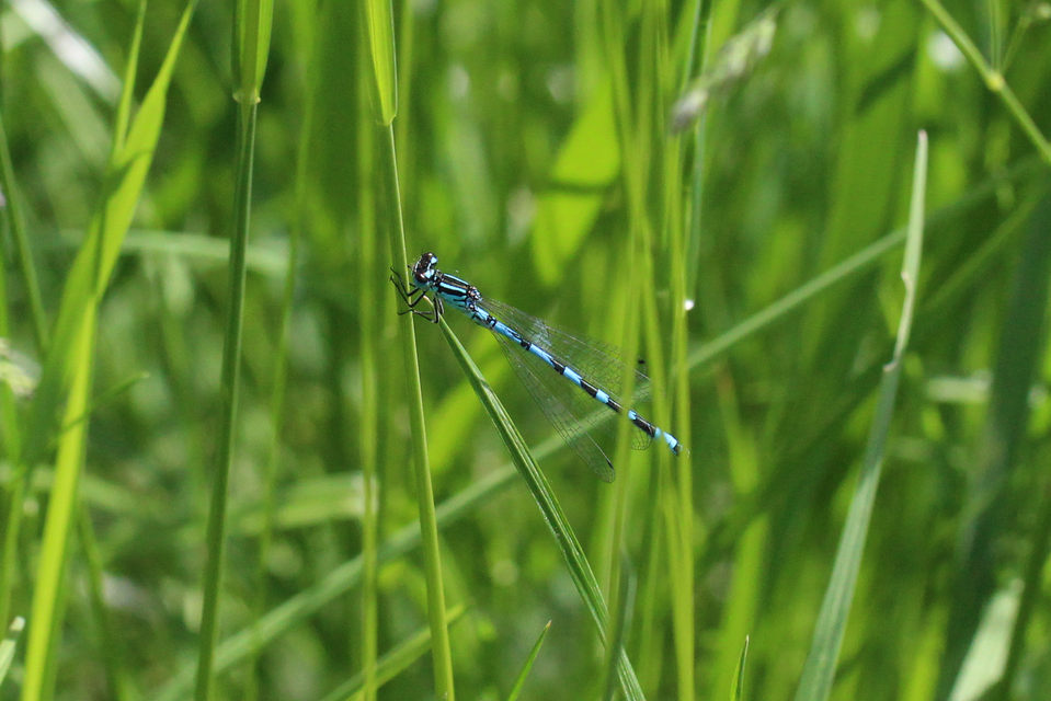 Coenagrion ornatum - díszes légivadász