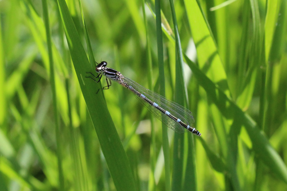 Coenagrion ornatum - díszes légivadász
