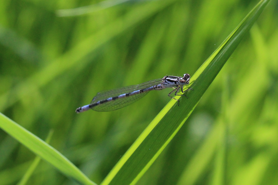 Coenagrion ornatum - díszes légivadász