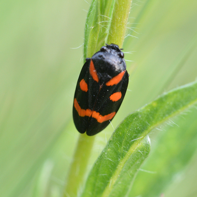 Cercopis arcuata/sanguinolenta