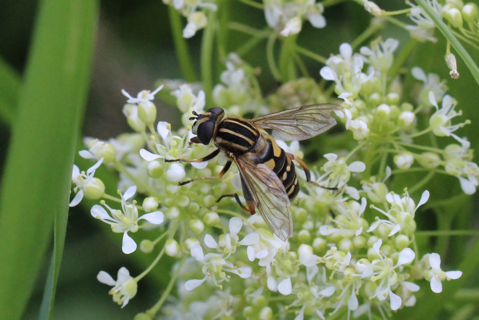 Helophilus pendulus - közönséges mocsárilégy