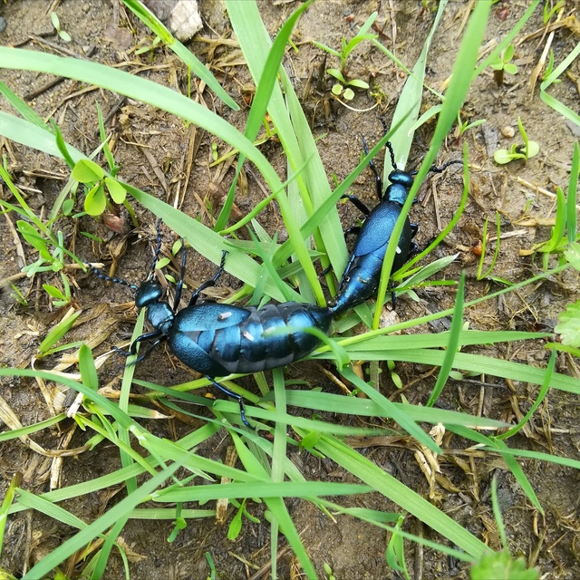 Meloe violaceus - kék nünüke