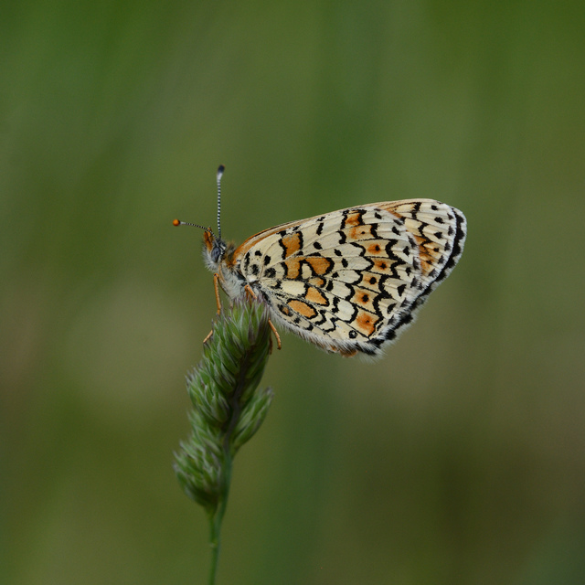 Melitaea cinxia - réti tarkalepke