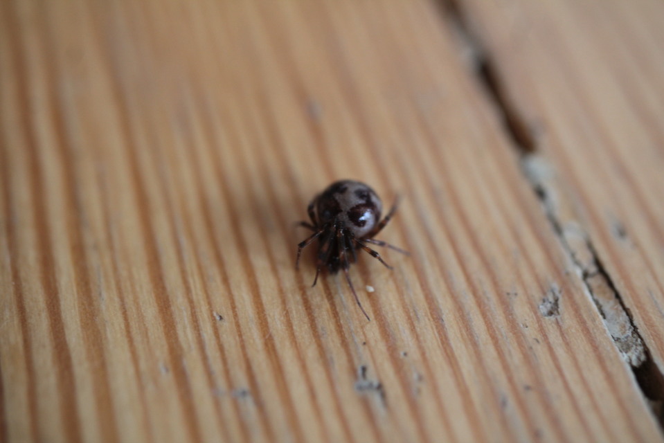 Steatoda triangulosa - háromszöges faggyúpók
