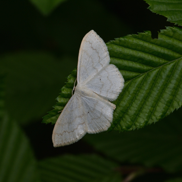 Scopula floslactata - tejfehér sávosaraszoló