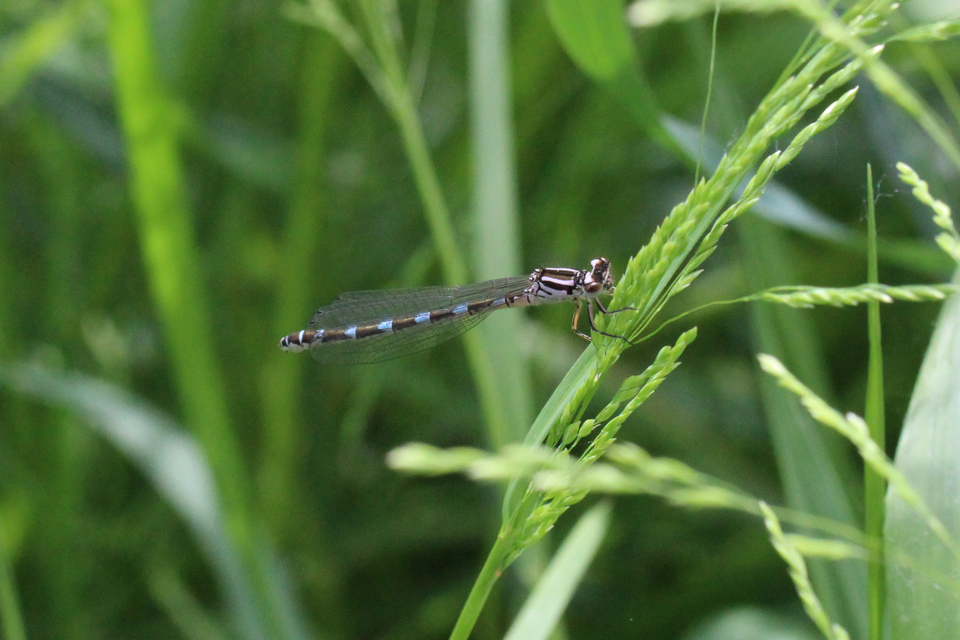 Coenagrion ornatum - díszes légivadász
