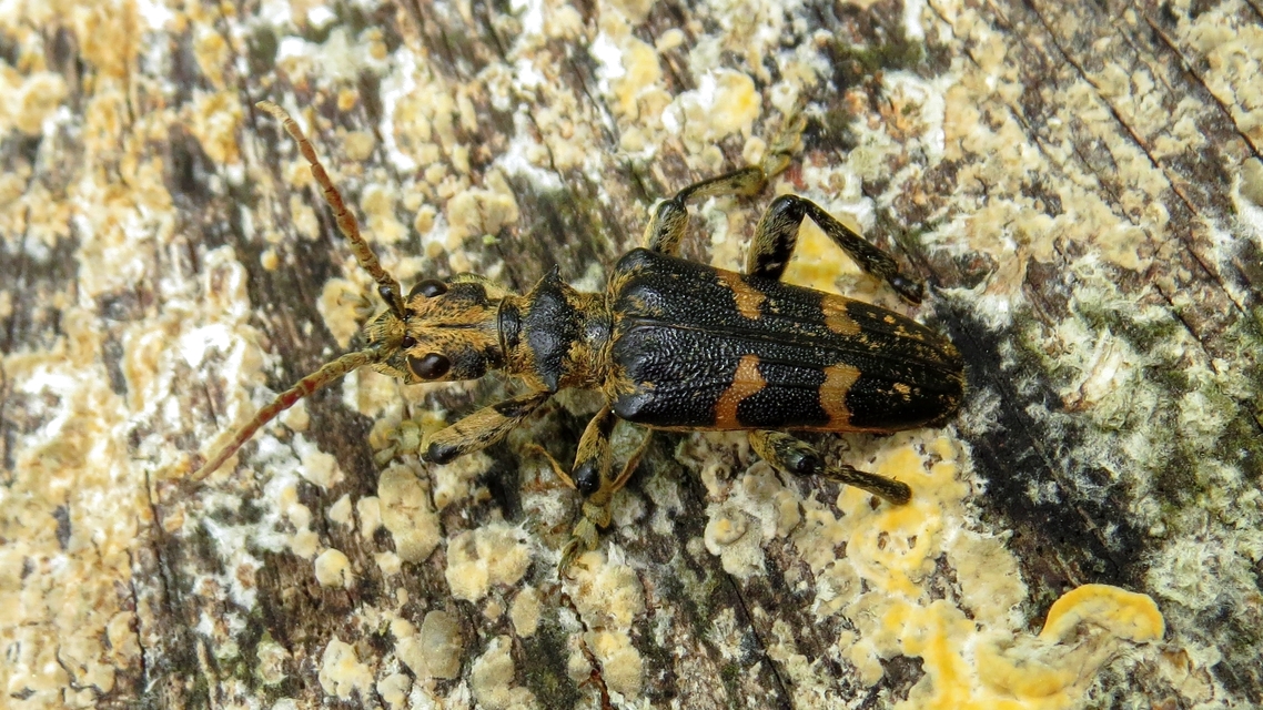 Rhagium sycophanta - tölgyes-tövisescincér