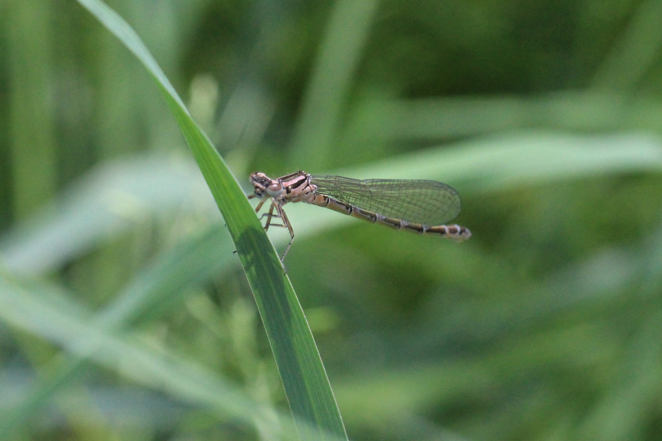 Coenagrion ornatum - díszes légivadász
