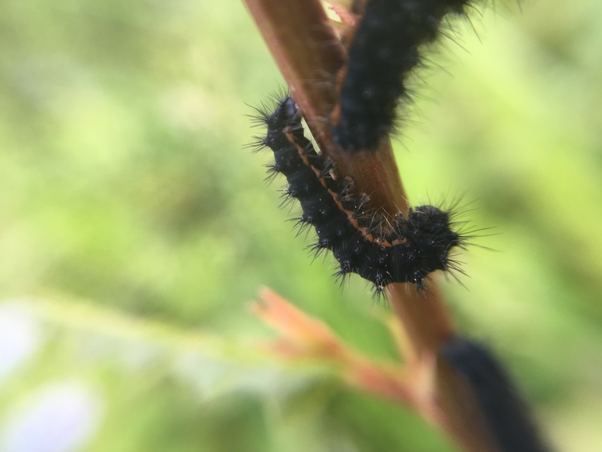Saturnia pavoniella/pavonia