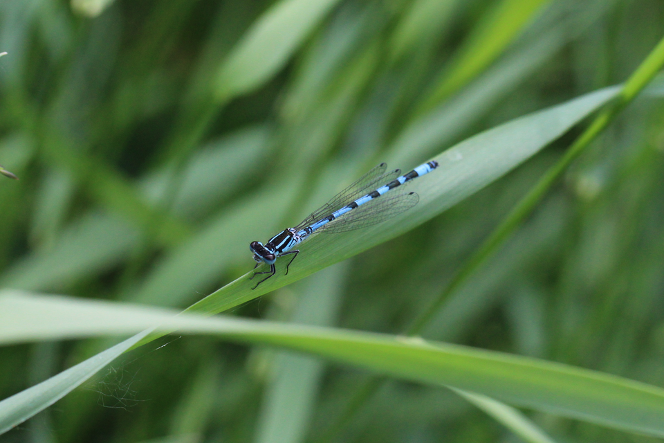 Coenagrion ornatum - díszes légivadász
