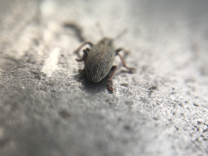 Sitona humeralis - lucerna-csipkézőbogár