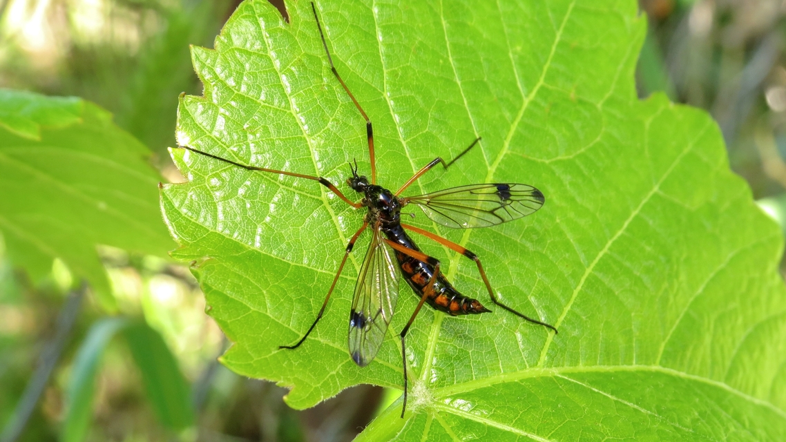 Dictenidia bimaculata