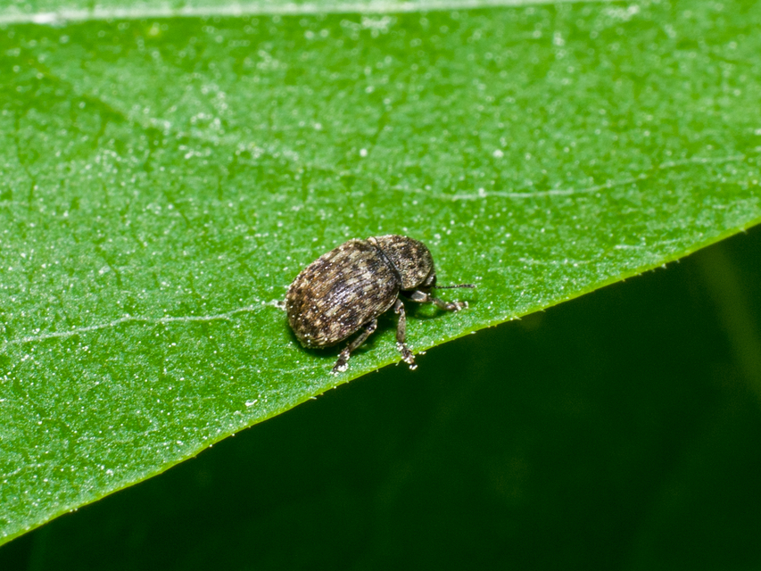 Anthribus nebulosus - ködfoltos pajzstetvész-orrosbogár