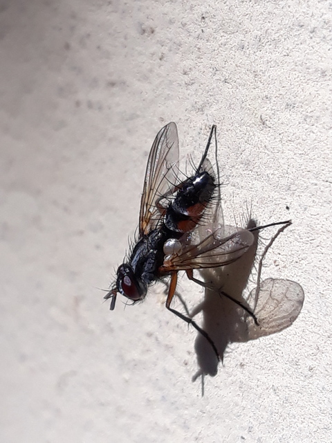 Mintho rufiventris