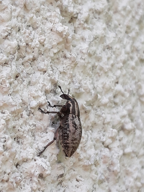 Pseudocleonus cinereus - hamvas barkó