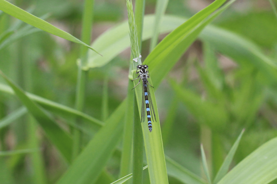 Coenagrion ornatum - díszes légivadász