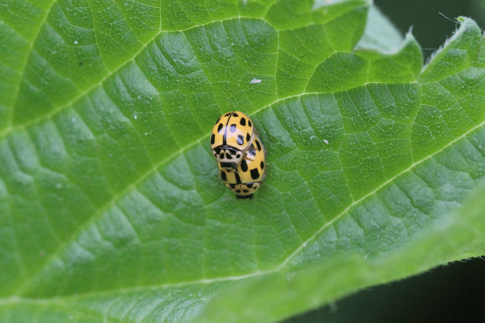 Propylea quatuordecimpunctata - tizennégypettyes füsskata