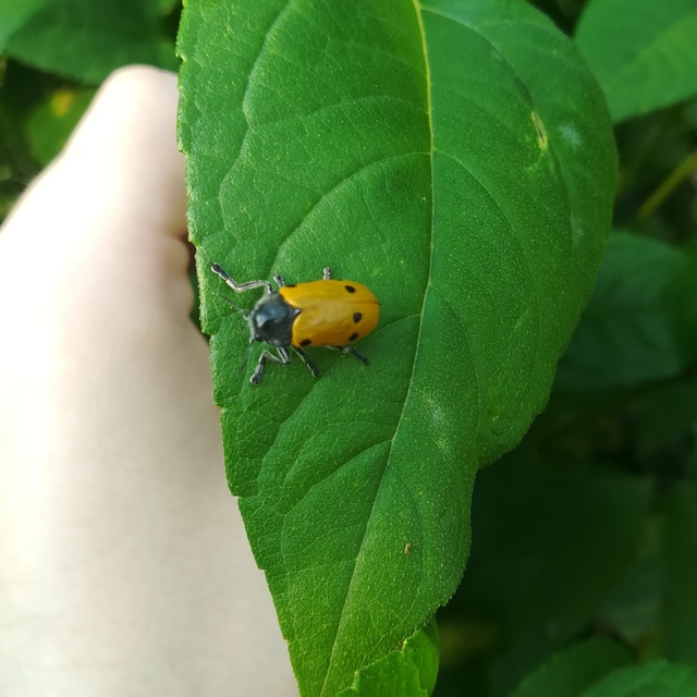 Lachnaia sexpunctata - szőrösnyakú zsákhordóbogár