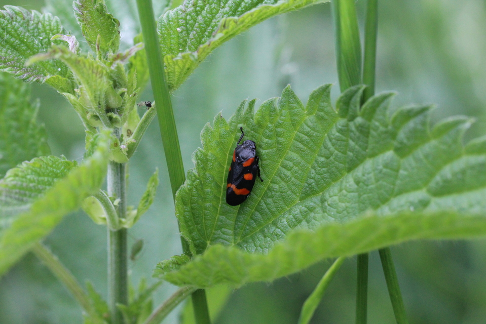 Cercopis