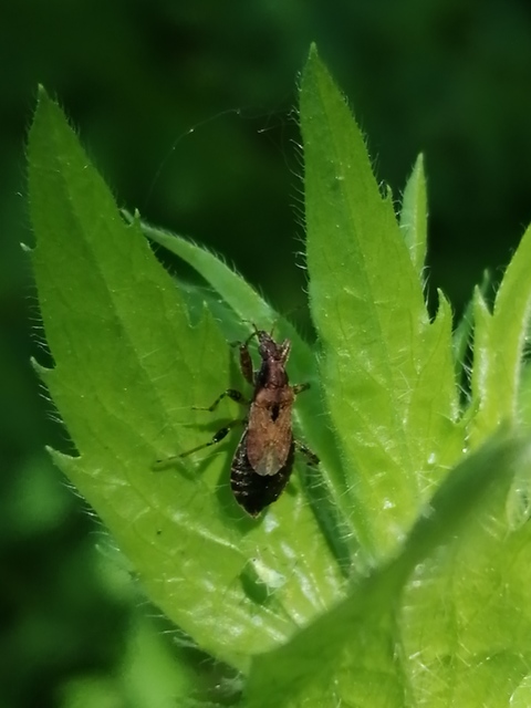 Himacerus mirmicoides - csalán-tolvajpoloska