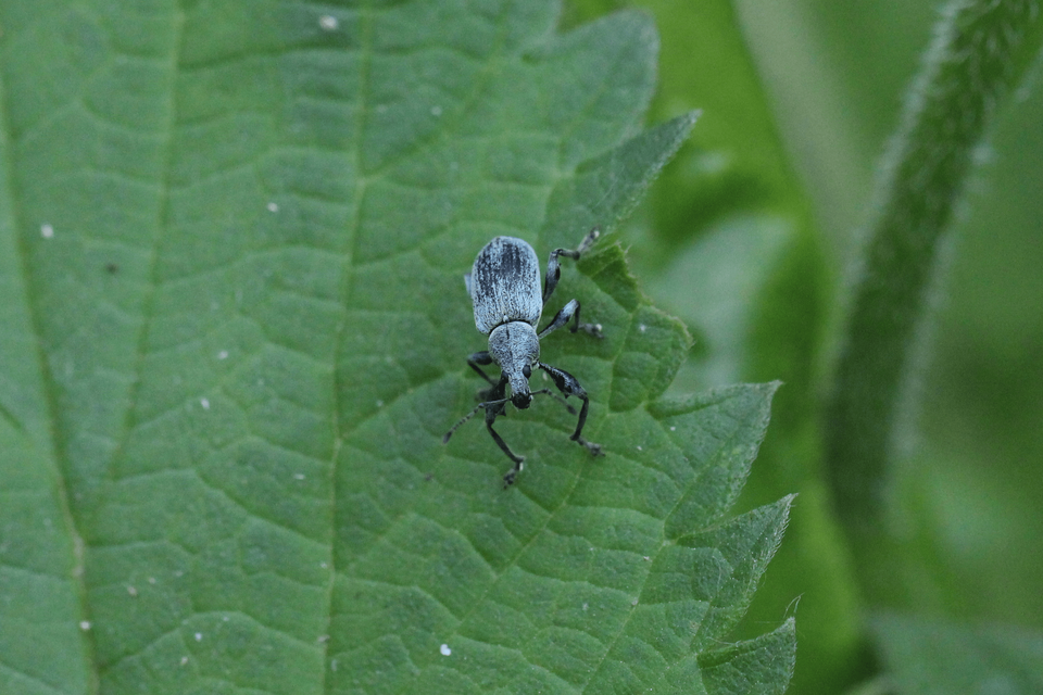 Phyllobius pomaceus - csalán-levélormányos