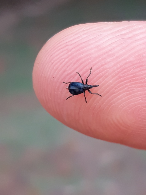 Holotrichapion pisi - lucernarügy-cickányormányos