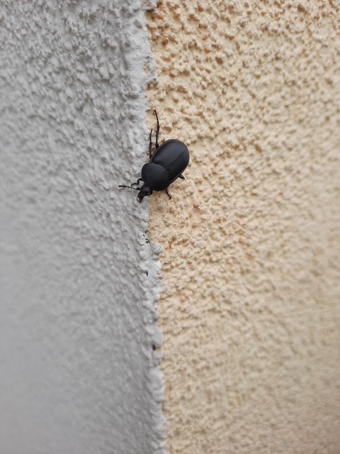 Ablattaria laevigata - sima csigarabló
