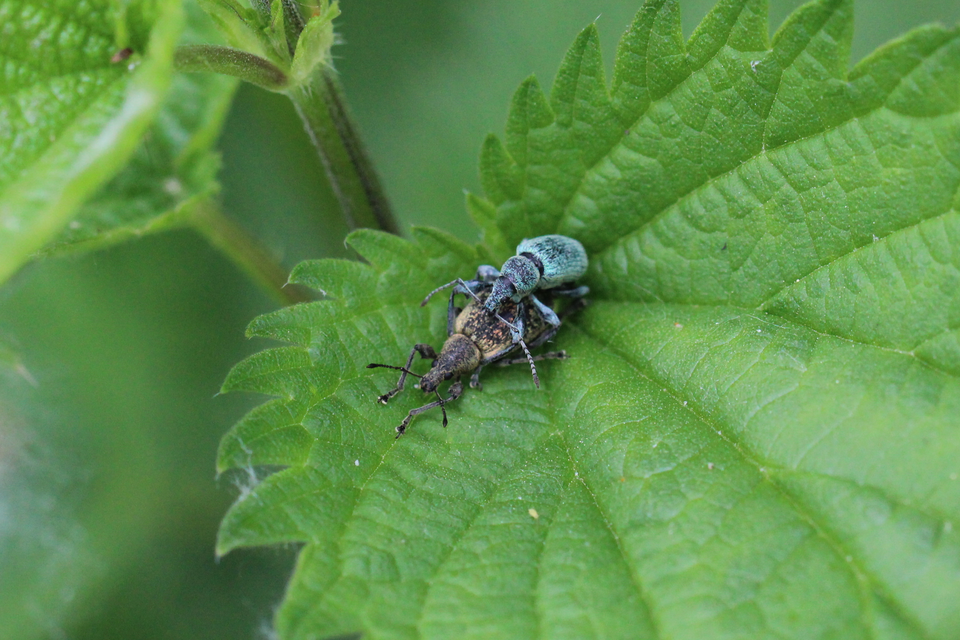 Phyllobius pomaceus - csalán-levélormányos