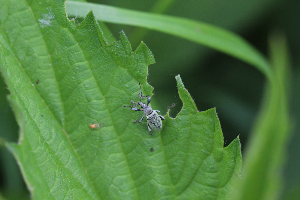 Phyllobius pomaceus - csalán-levélormányos