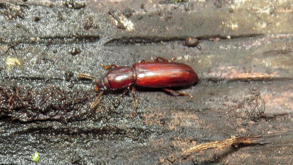 Corticeus unicolor - egyszínű kéregbújó