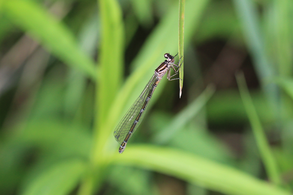 Coenagrion ornatum - díszes légivadász