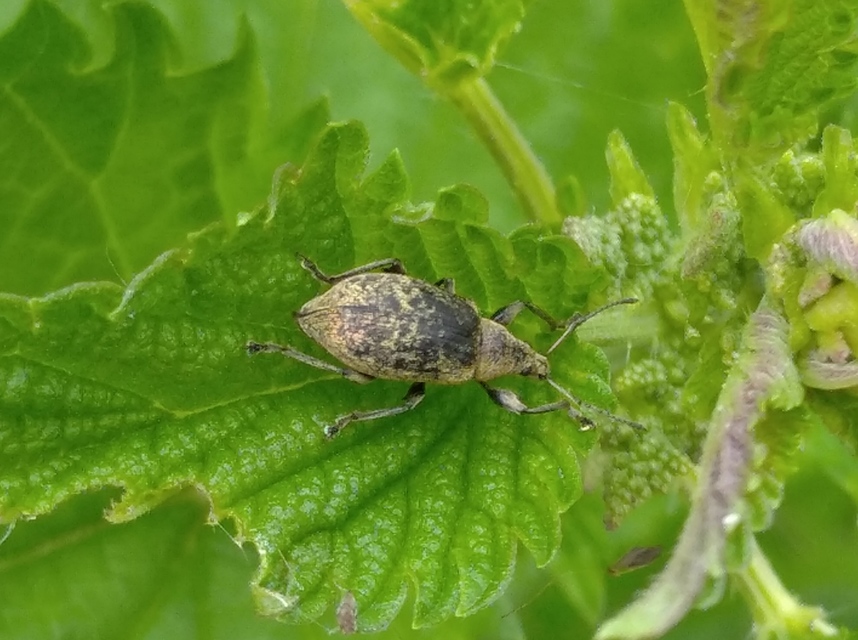 Phyllobius pomaceus - csalán-levélormányos