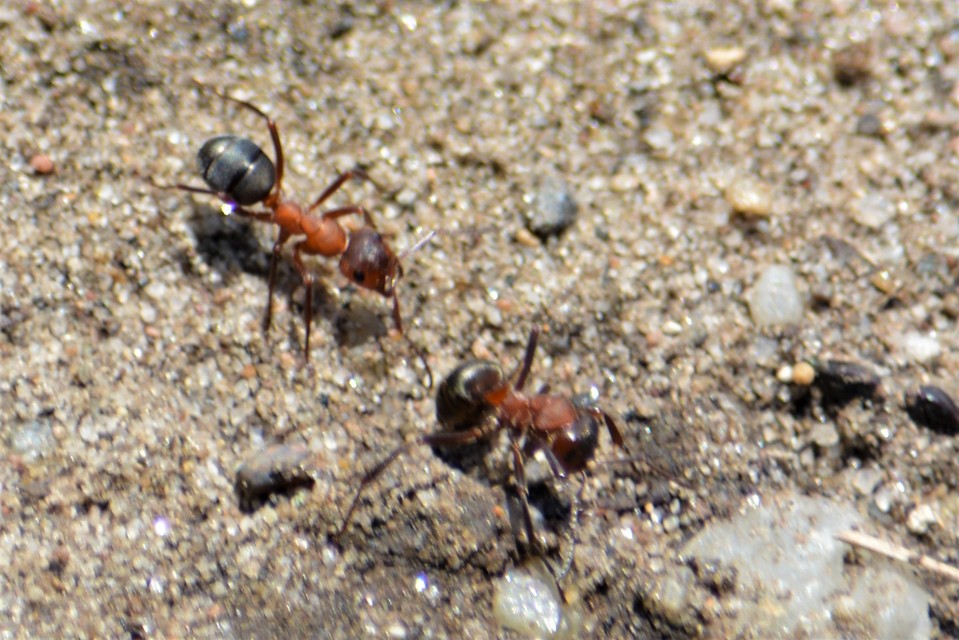 Formica sanguinea - vérvörös rablóhangya