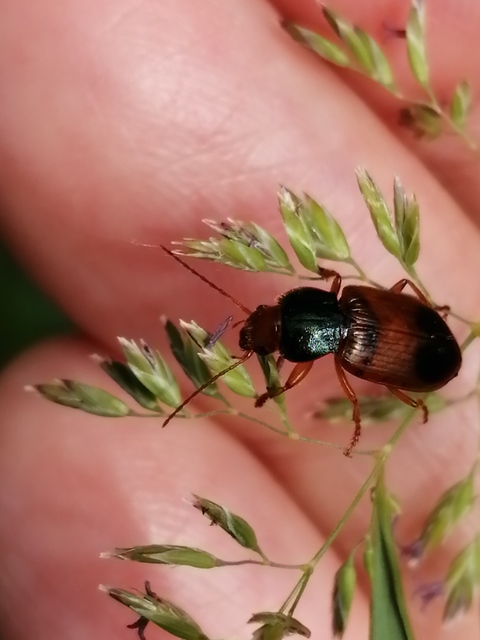 Diachromus germanus - német tarkafutó