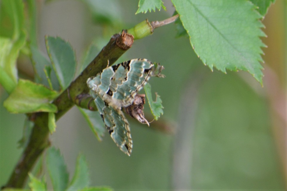 Colostygia pectinataria - zöld levélaraszoló