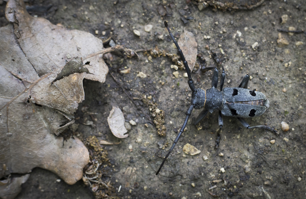 Morimus asper funereus - gyászcincér