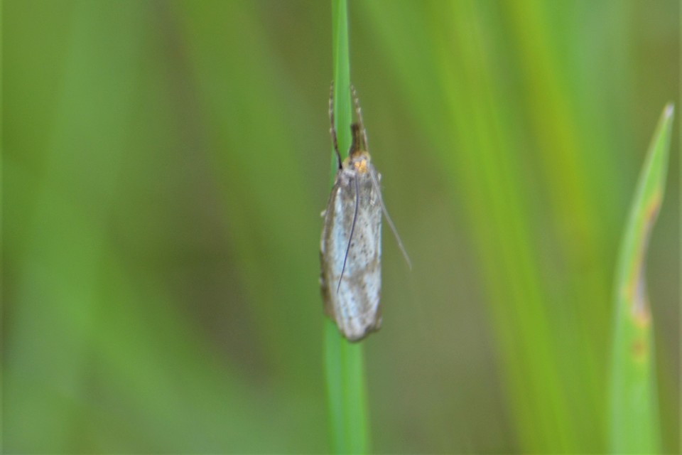 Thisanotia chrysonuchella - tavaszi fűgyökérmoly