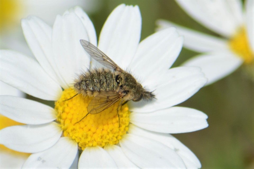 Conophorus