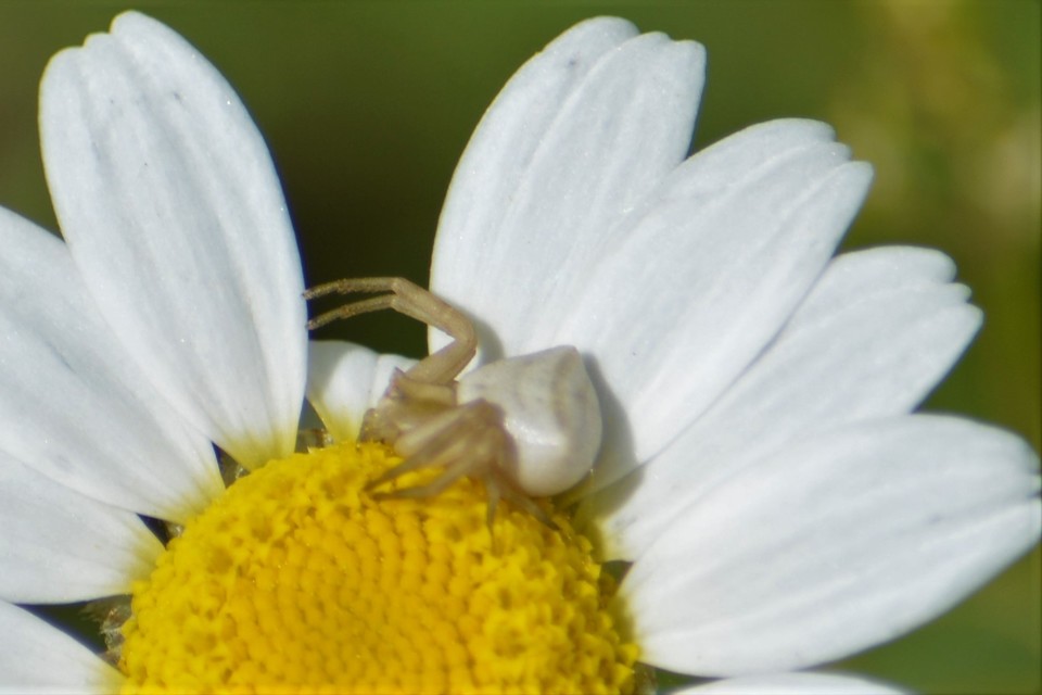 Thomisus onustus - fehér karolópók