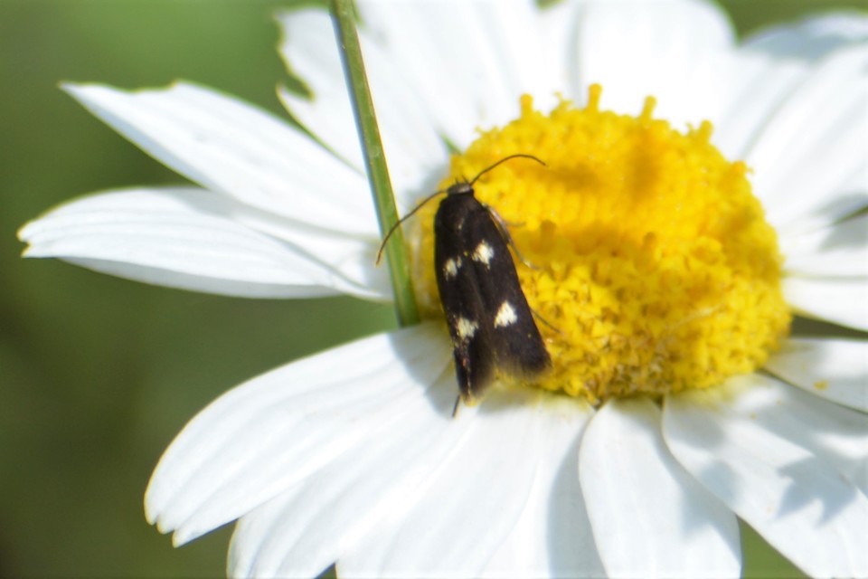 Parascythris muelleri - kétpettyes zöldmoly