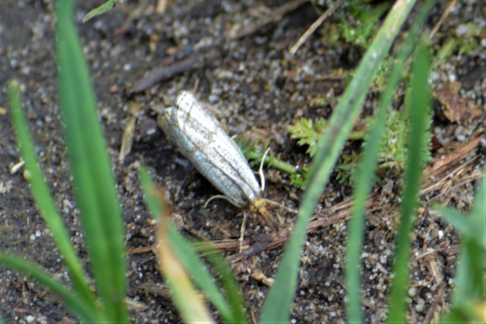Thisanotia chrysonuchella - tavaszi fűgyökérmoly