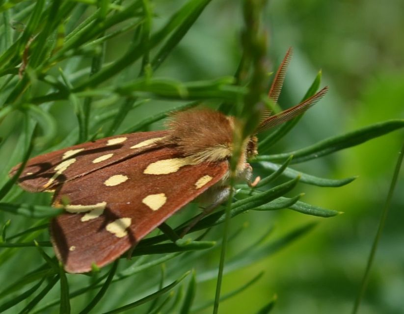 Hyphoraia aulica - barna medvelepke