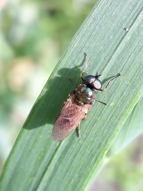 Chloromyia